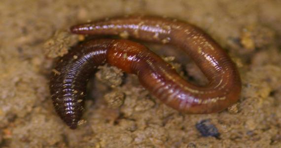 Photo of Lumbricus rubellus by Earthworm Research Group University of Lancashire